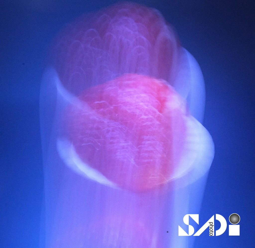 Abstrakte Kunst - Acrylglas Bild | Moderne Wandkunst Fotografie | Fine Photoart  | Kunstdruck auf Acrylglas 40x40cm